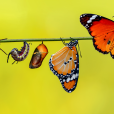 Image of the stages of the life cycle of a butterfly as part of life cycles resources for primary pupils